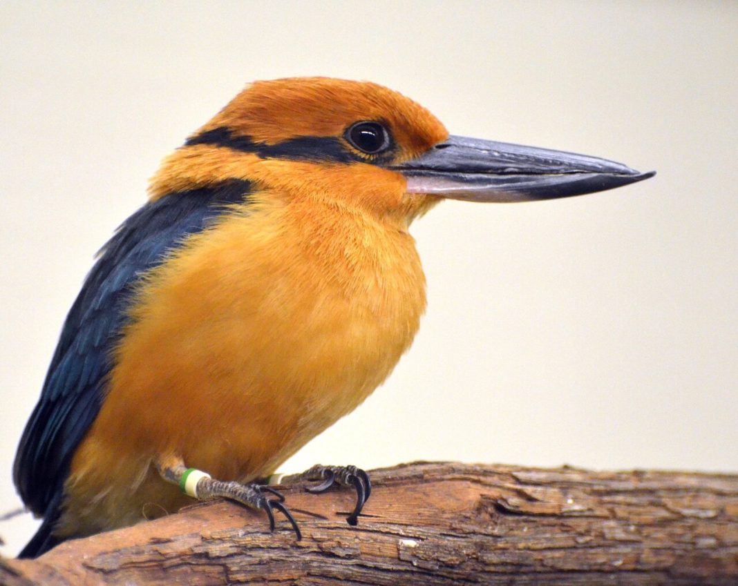 Cincinnati Zoo Is Helping Bring the Guam Kingfisher Back to the Wild Guam Kingfisher