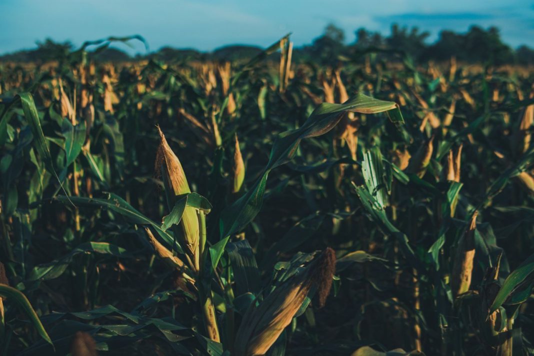 Minnesota Officials Are Investigating a Mystery Object Found in a Cornfield. 6 Details to Know Mystery Object Found in a Cornfield