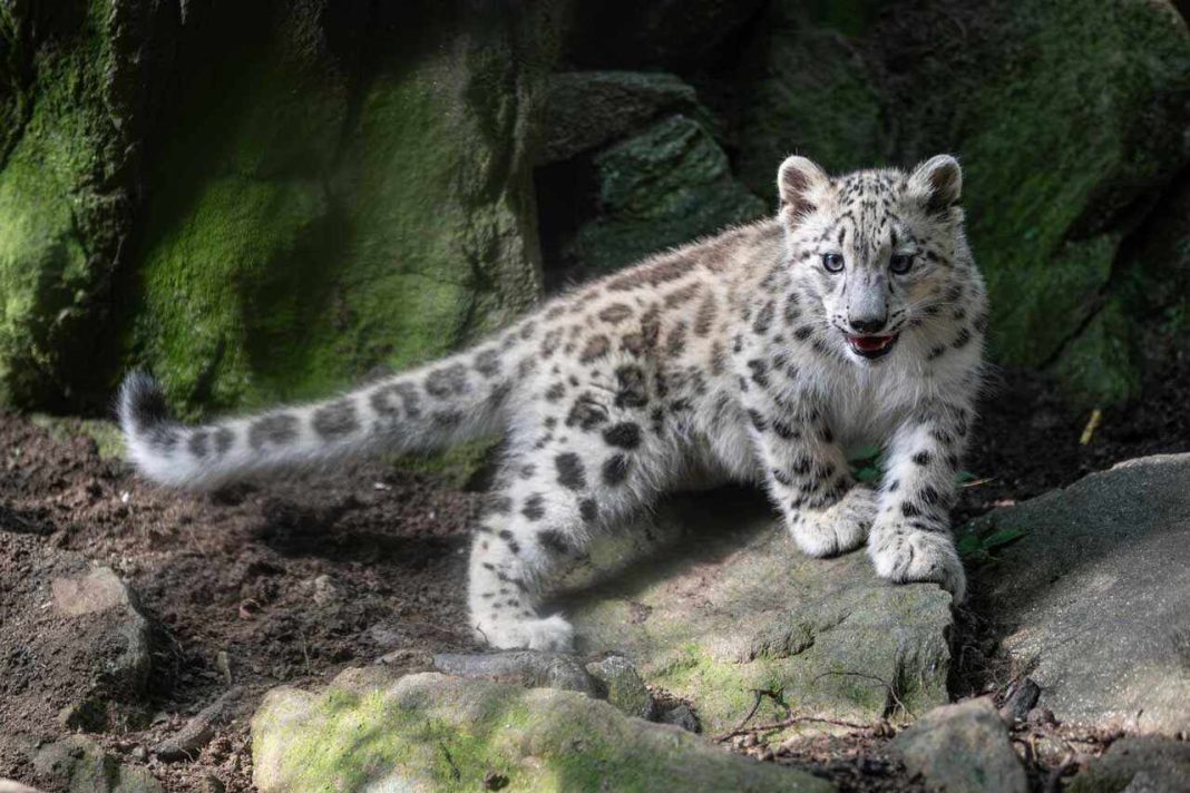 Meet Sarka, the Bronx Zoo’s New Snow Leopard Cub. 6 Facts About Her Meet Sarka, the Bronx Zoo's New Snow Leopard Cub