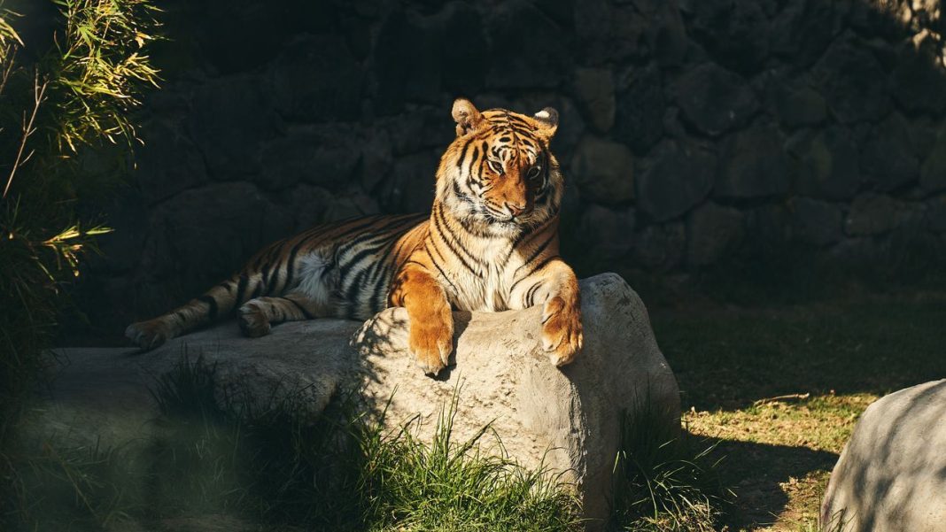 New Footage Captures a Tiger Family Spending Time Together