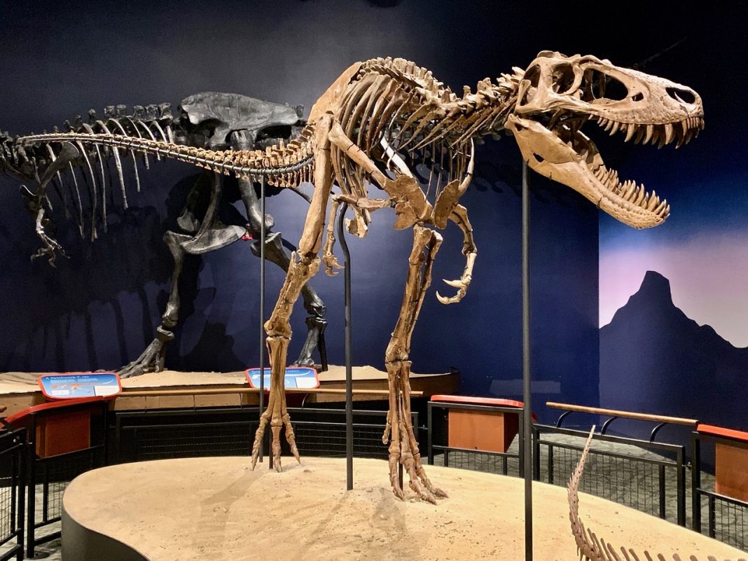 A Rare T. Rex Cousin Is on Display Before a Major Auction. 6 Details to Know A Rare T. Rex Cousin Is on Display Before a Major Auction
