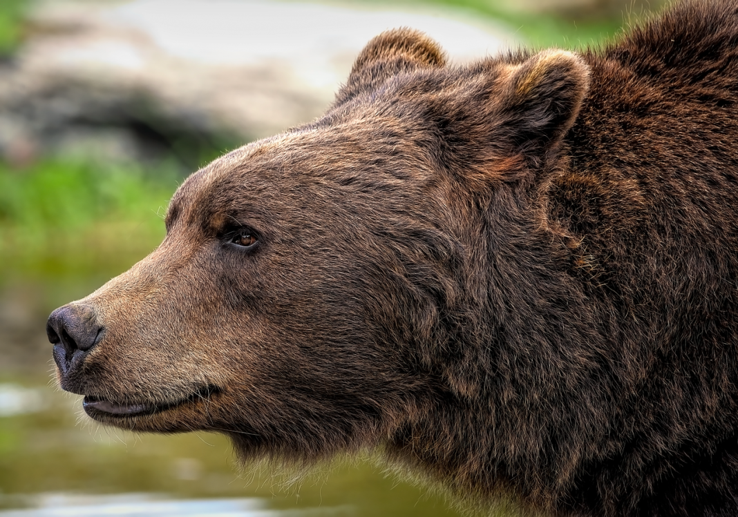 Alaska Just Crowned Its New Fat Bear Champion and His Story Is Worth Knowing Alaska Just Crowned Its New Fat Bear Champion