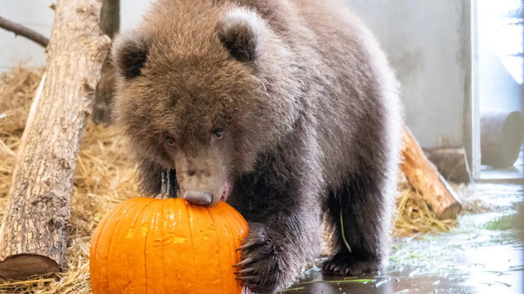 Minnesota’s Zoos Just Welcomed Five New Arrivals. Meet Three Bear Cubs and Two Antelope Calves Minnesota’s Zoos Just Welcomed Five New Arrivals