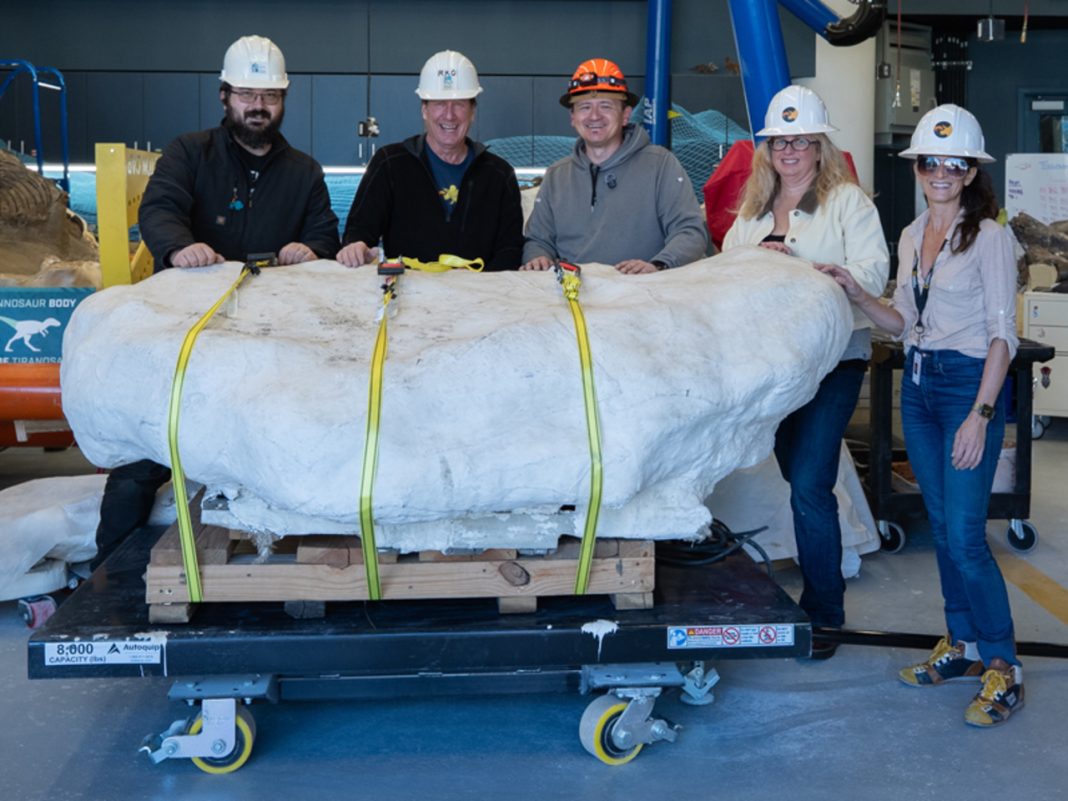 A 75 Million Year Old Dinosaur Is Being Studied in Public. 6 Things to Know About the Rare Fossil A 75 Million Year Old Dinosaur Is Being Studied in Public