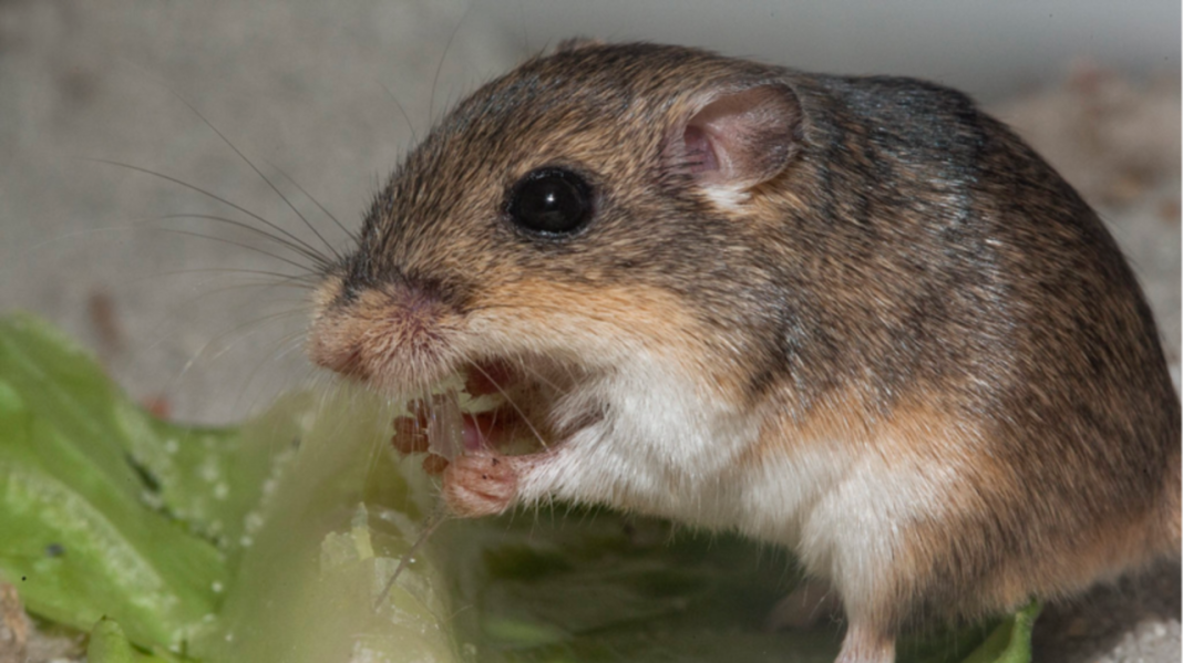 A Tiny California Mouse Just Got a New Home in the Wild. 6 Facts Behind the Conservation Effort The Pacific pocket mouse